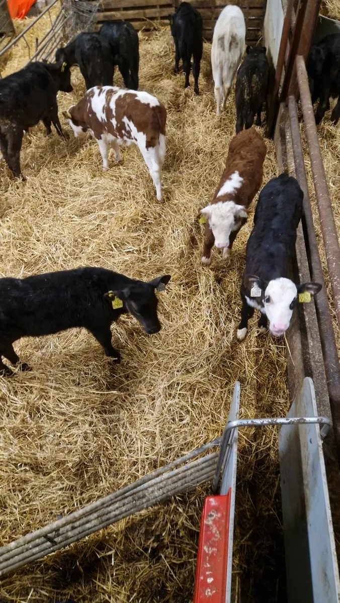 Calves for sale - Image 4