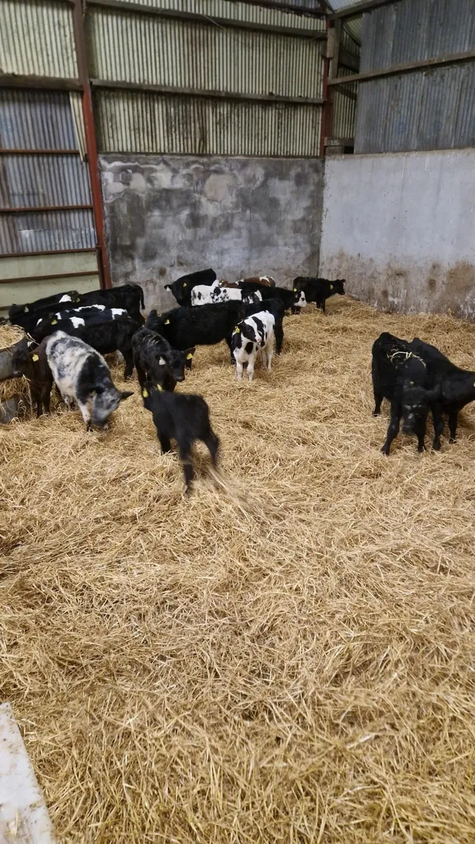 Calves for sale - Image 3