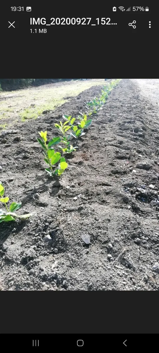 Laurel Hedging - Image 1