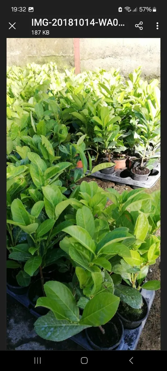 Laurel Hedging - Image 2