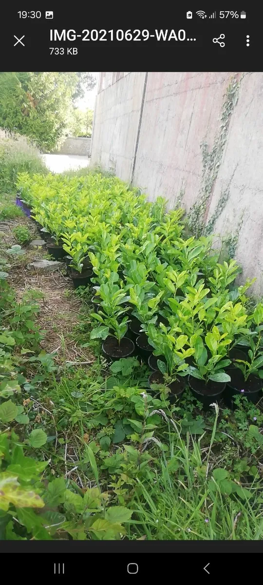 Laurel Hedging - Image 3