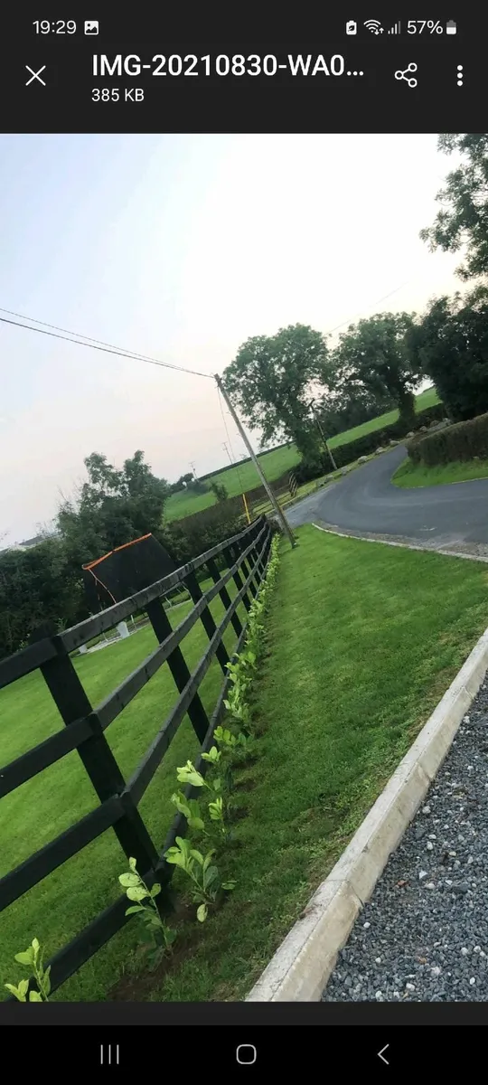 Laurel Hedging - Image 4