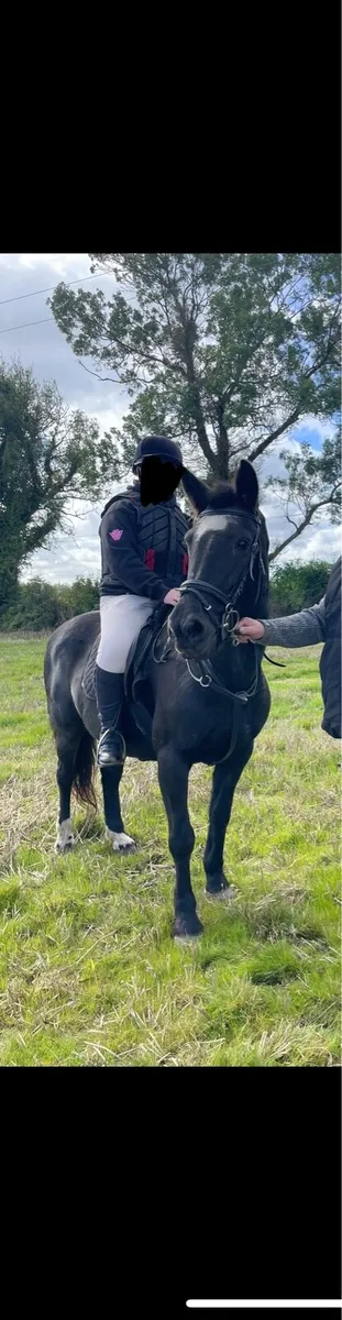 14.2h all rounder mare - Image 1