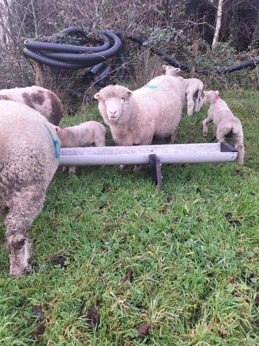 Ewes with lambs - Image 3
