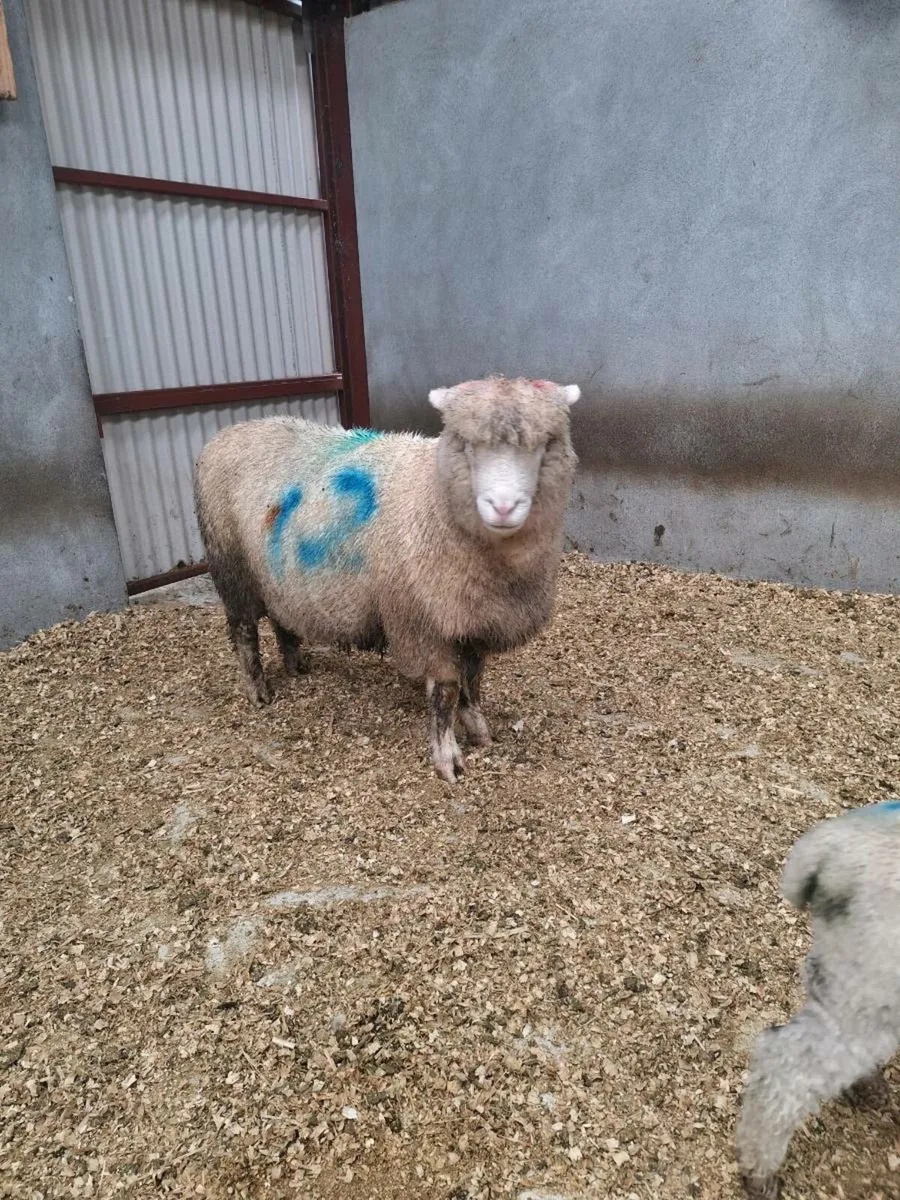 Ewes with lambs - Image 4