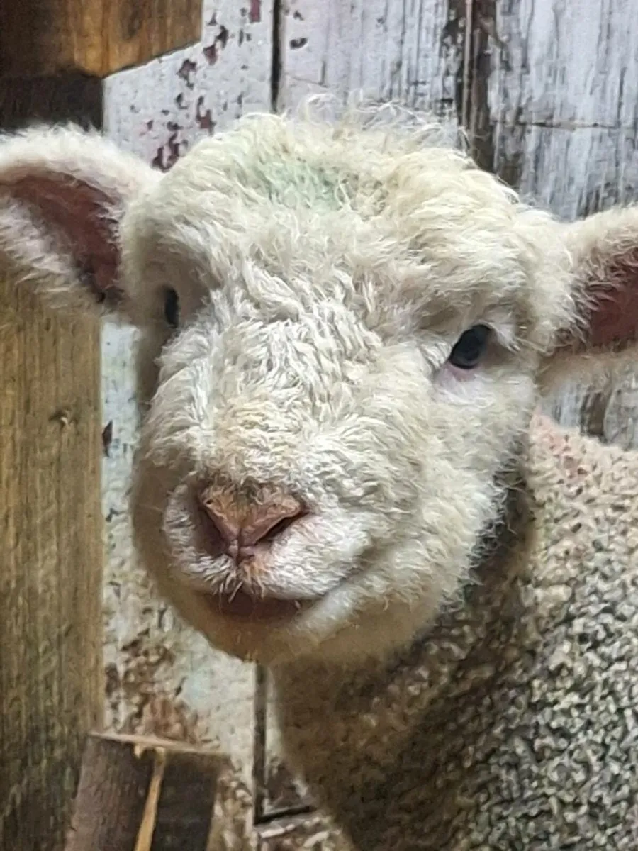 Ewes with lambs - Image 1