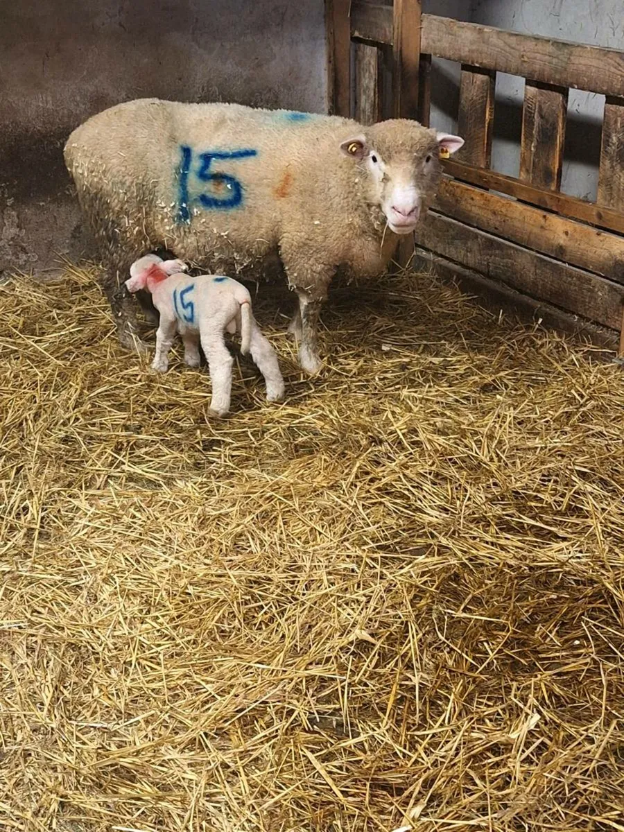 Ewes with lambs - Image 2