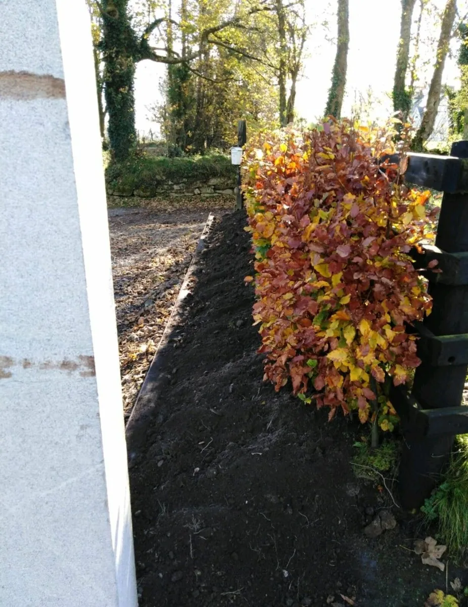 Copper Beech Hedging - Image 4