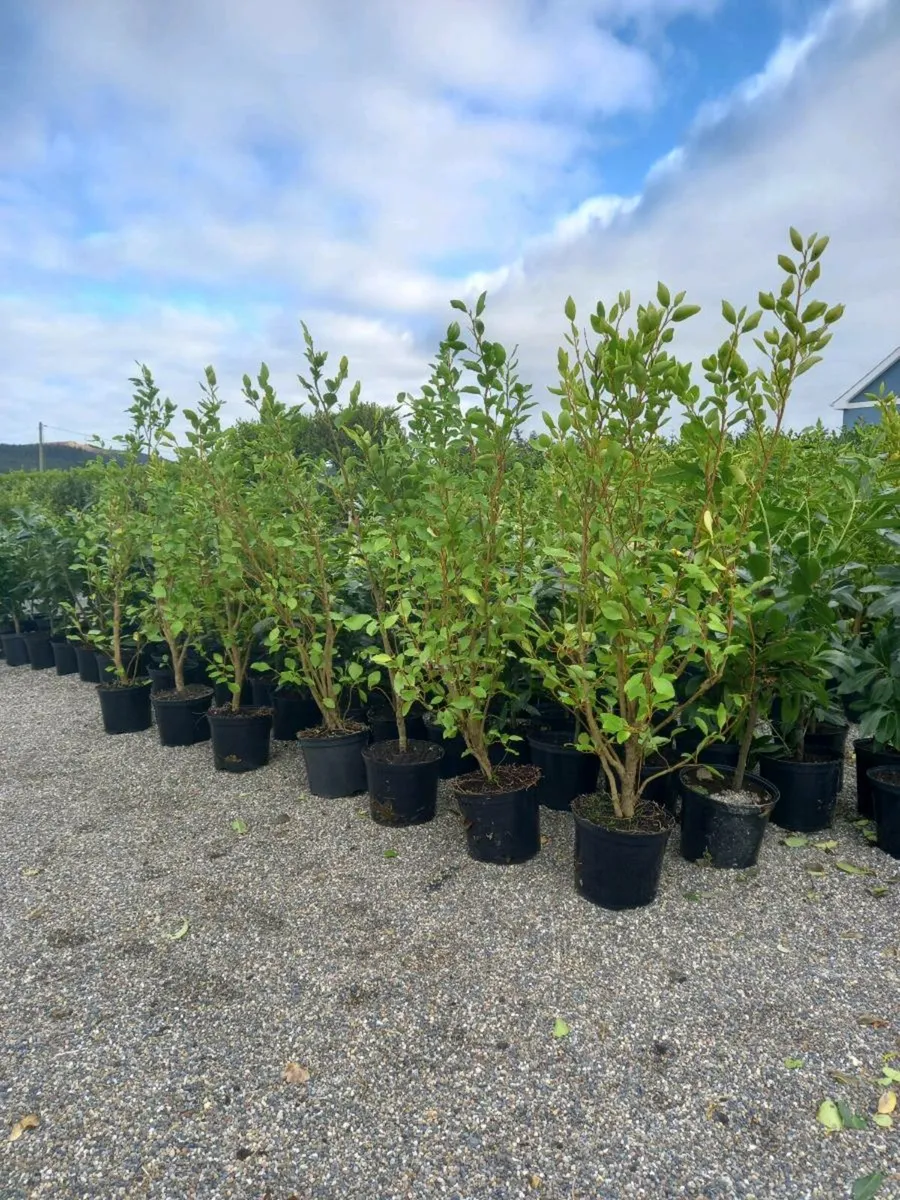 Hedging plants - Image 1