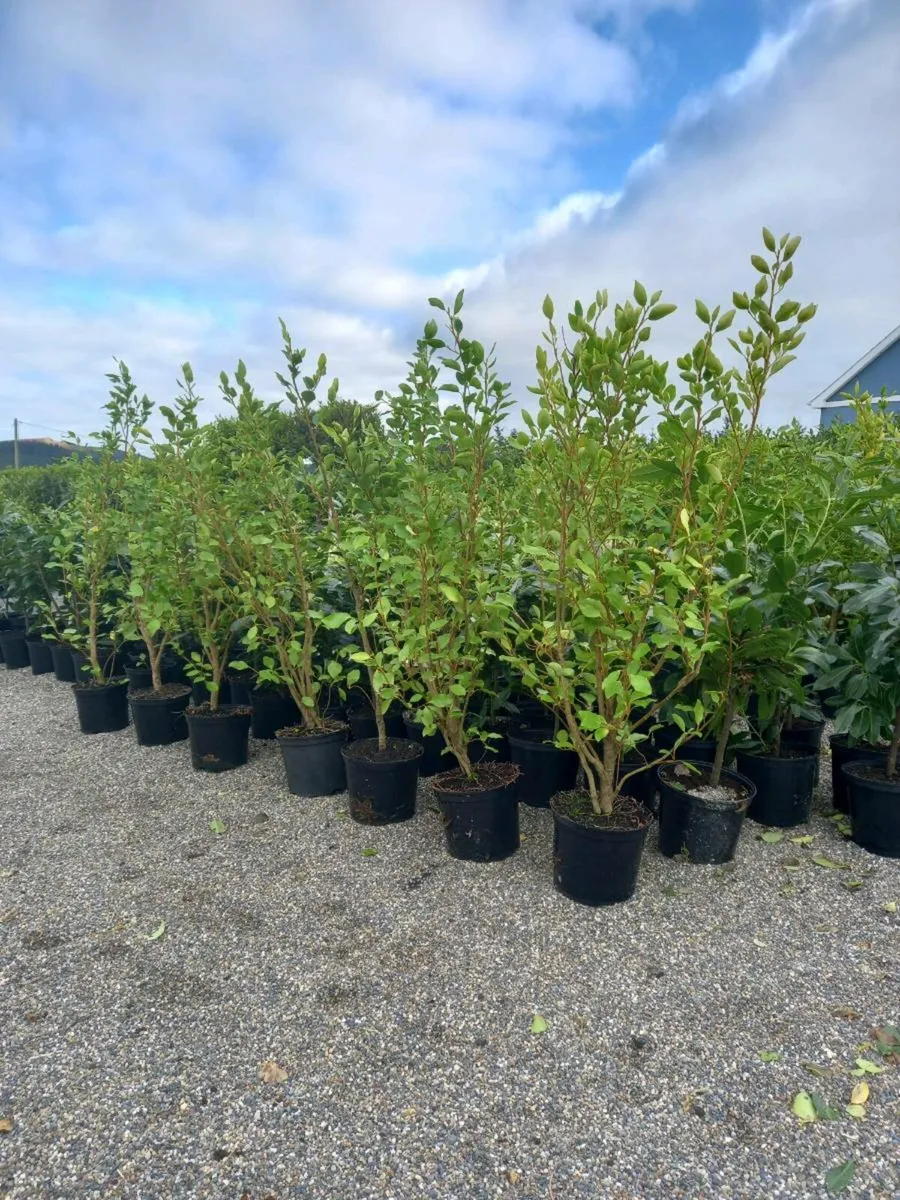 Hedging plants - Image 2