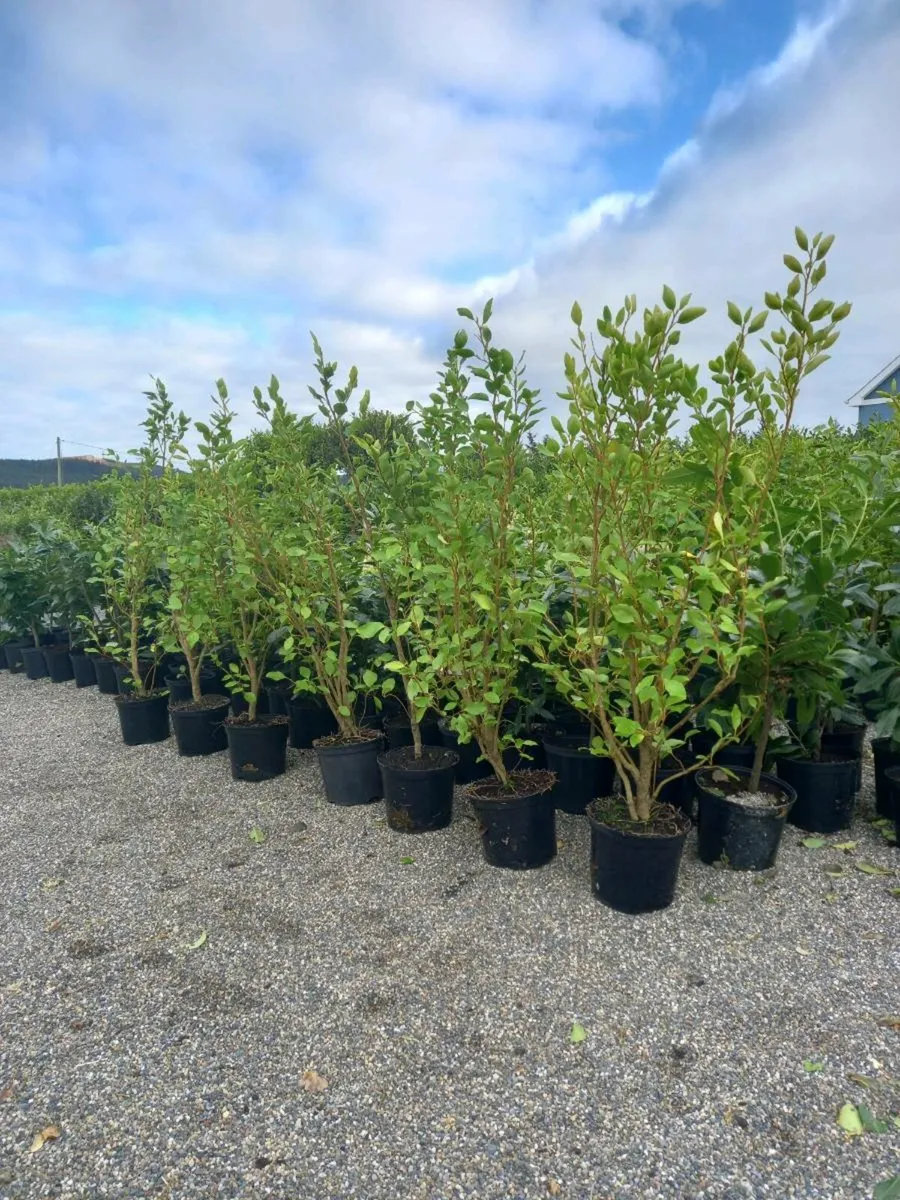 Hedging plants - Image 3