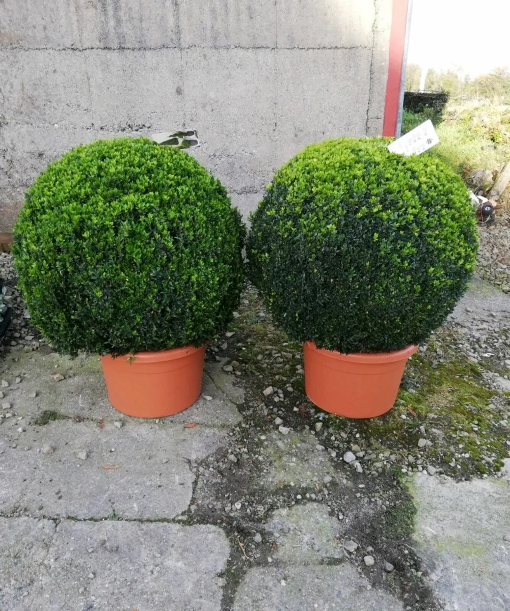 Box Hedging - Image 2