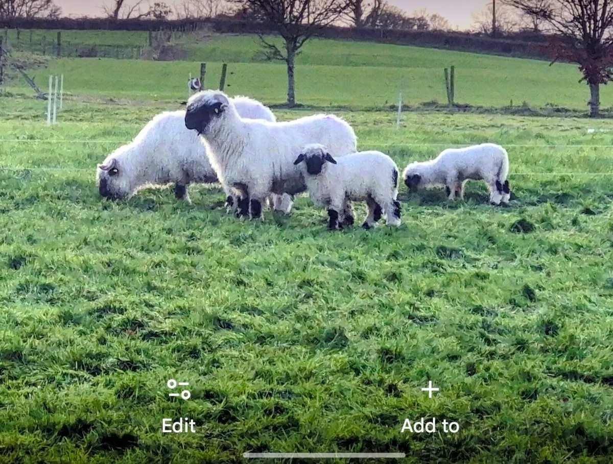 Valais Blacknose sheep - Image 2