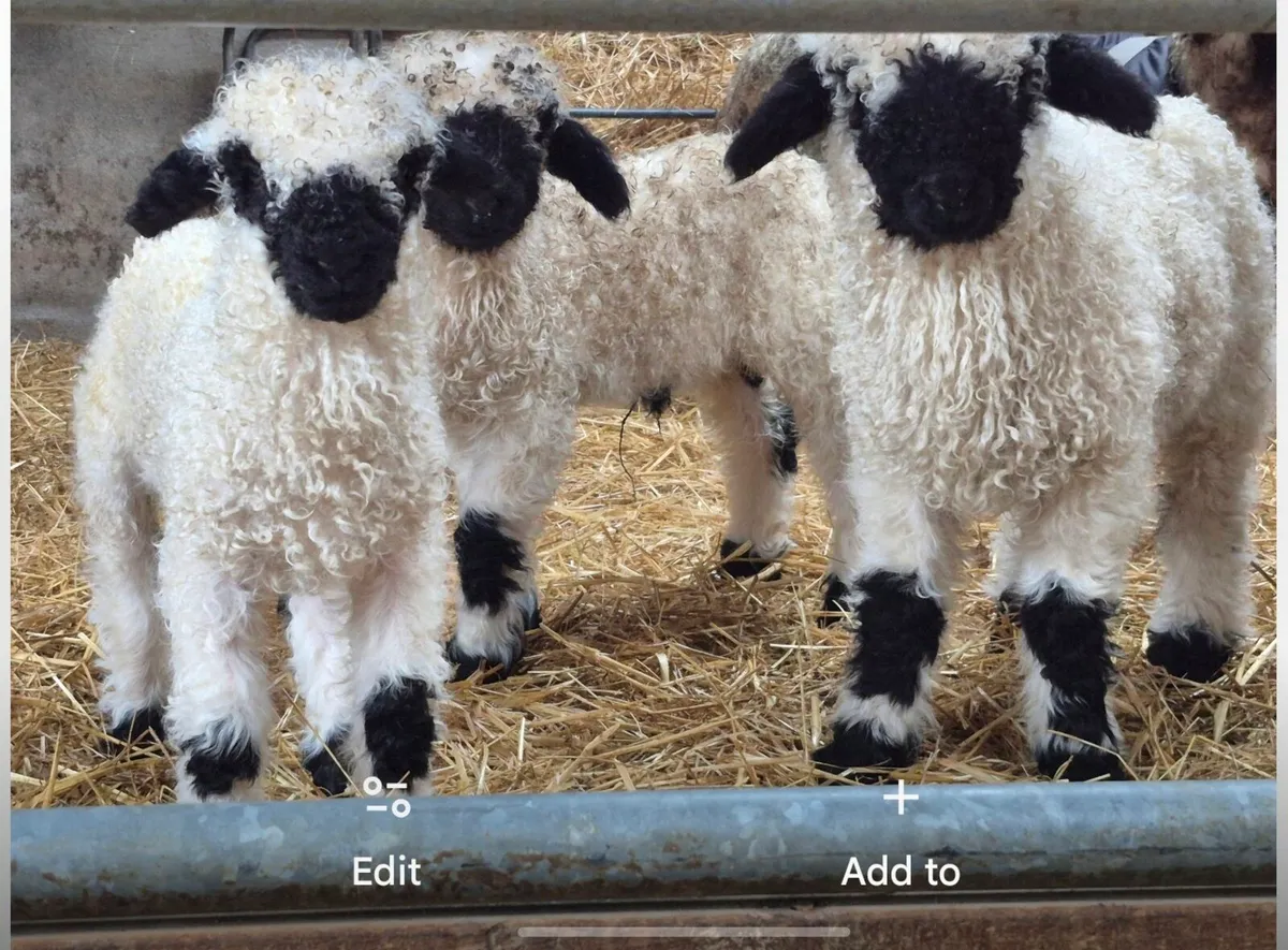 Valais Blacknose sheep - Image 3