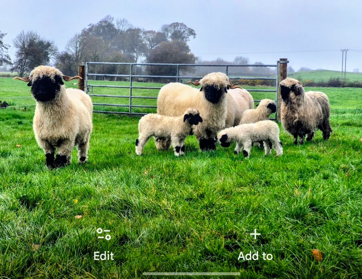 Valais Blacknose sheep - Image 4