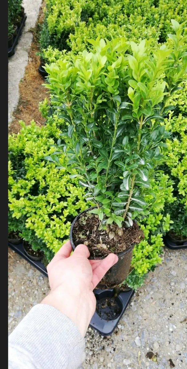 Box Hedging - Image 4