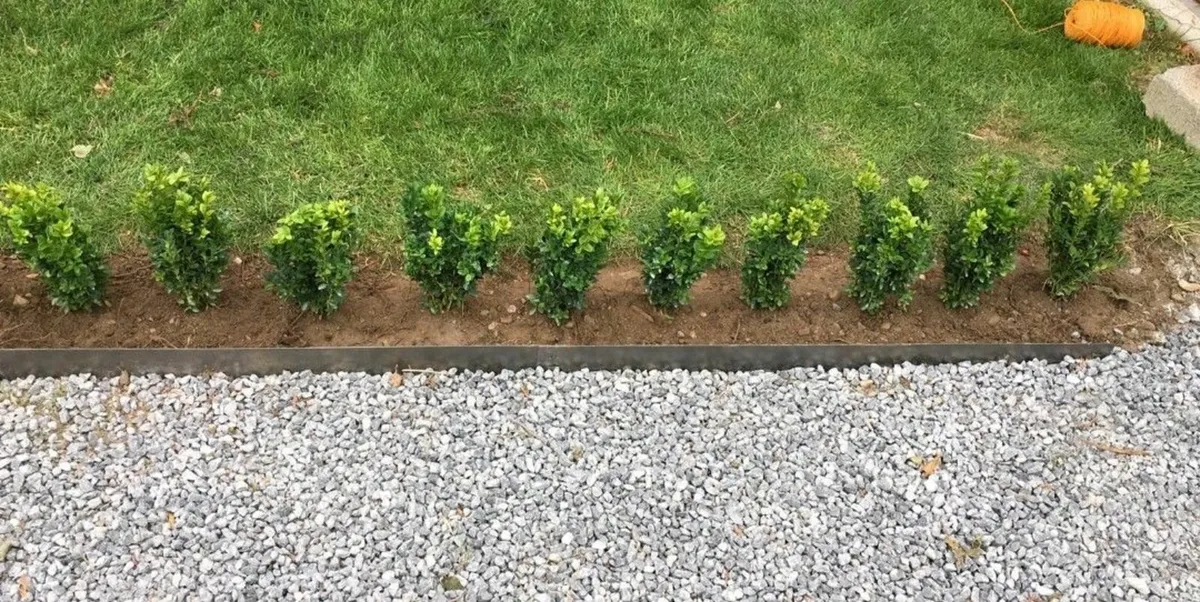 Box Hedging - Image 1