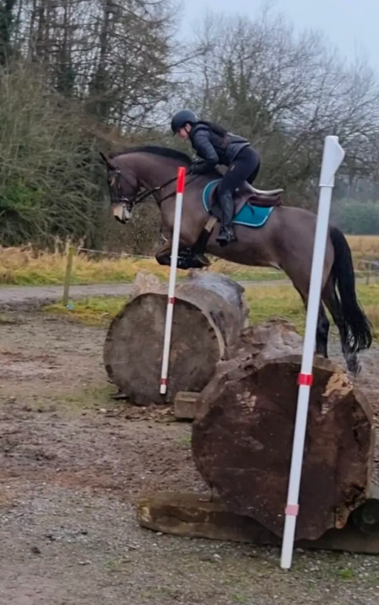Full Irish Draught Gelding 15.2hh 8yo - Image 3
