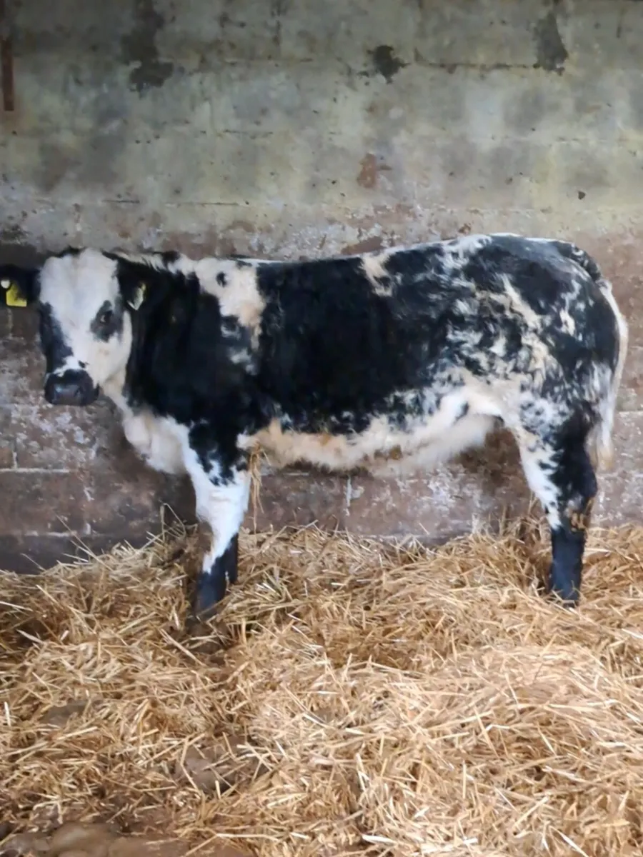 Show Heifers wanted - Image 1