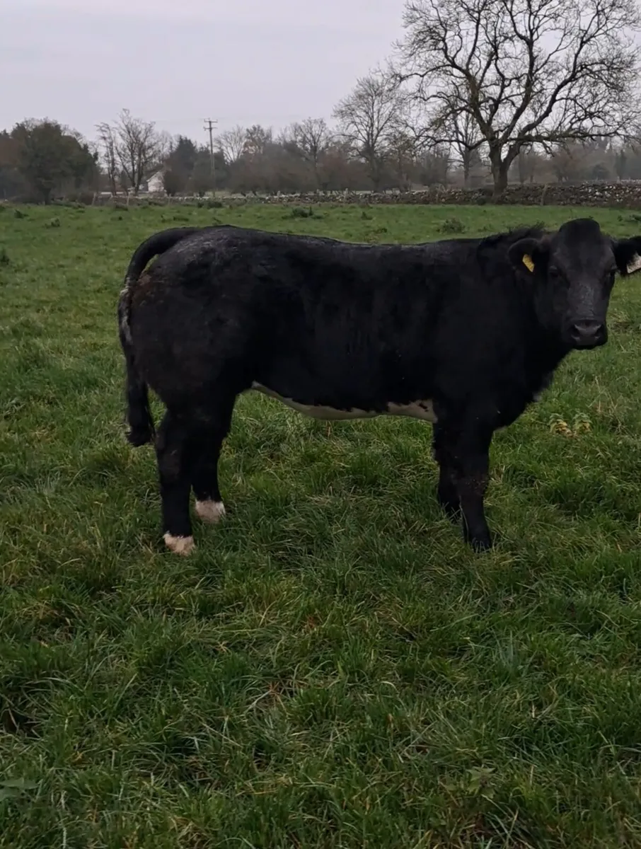 Show Heifers wanted - Image 2