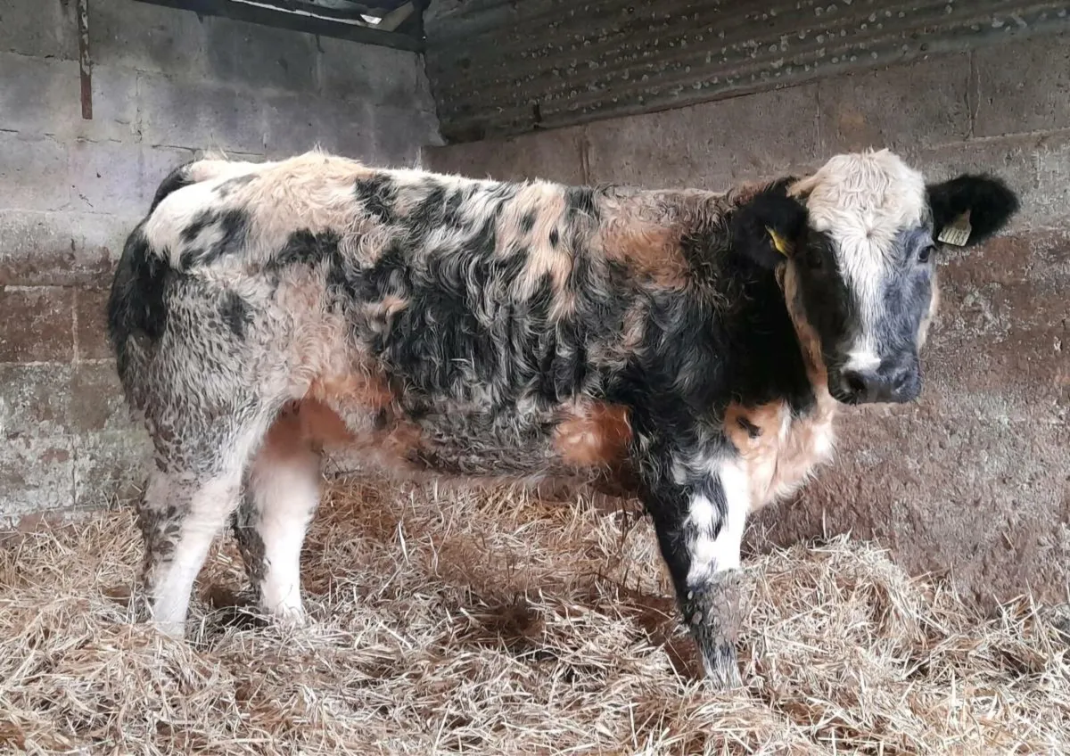 Show Heifers wanted - Image 3