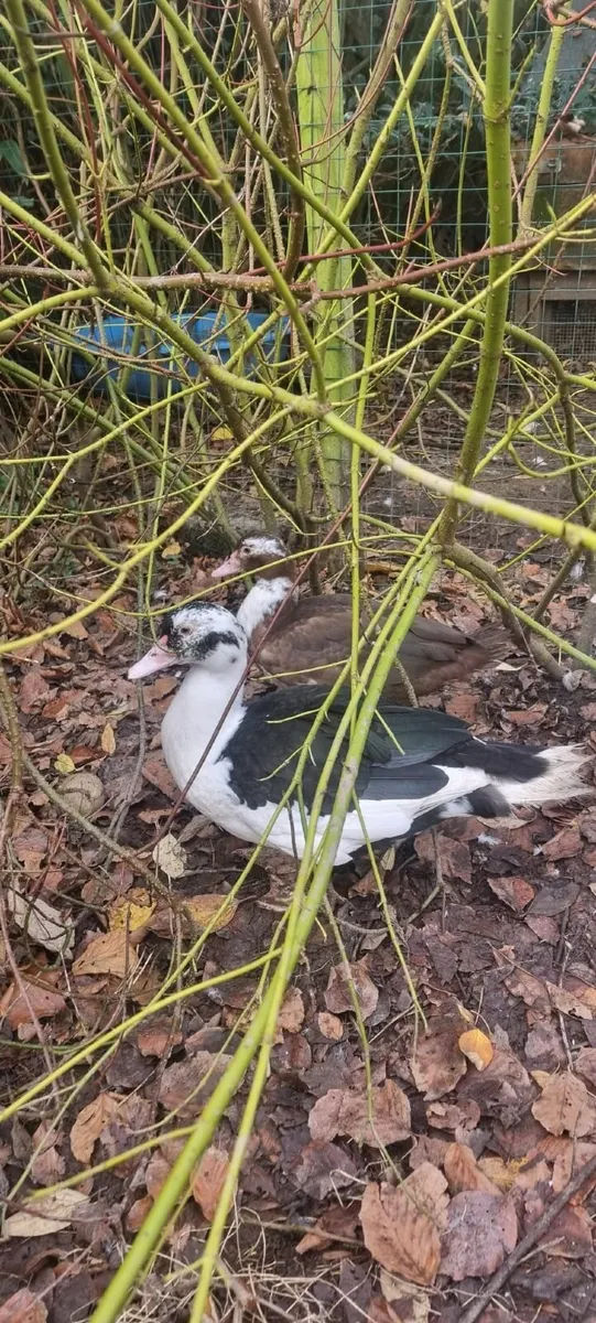 Muscovy Drakes - Image 3