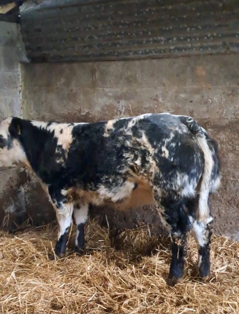 Show Heifers wanted - Image 4