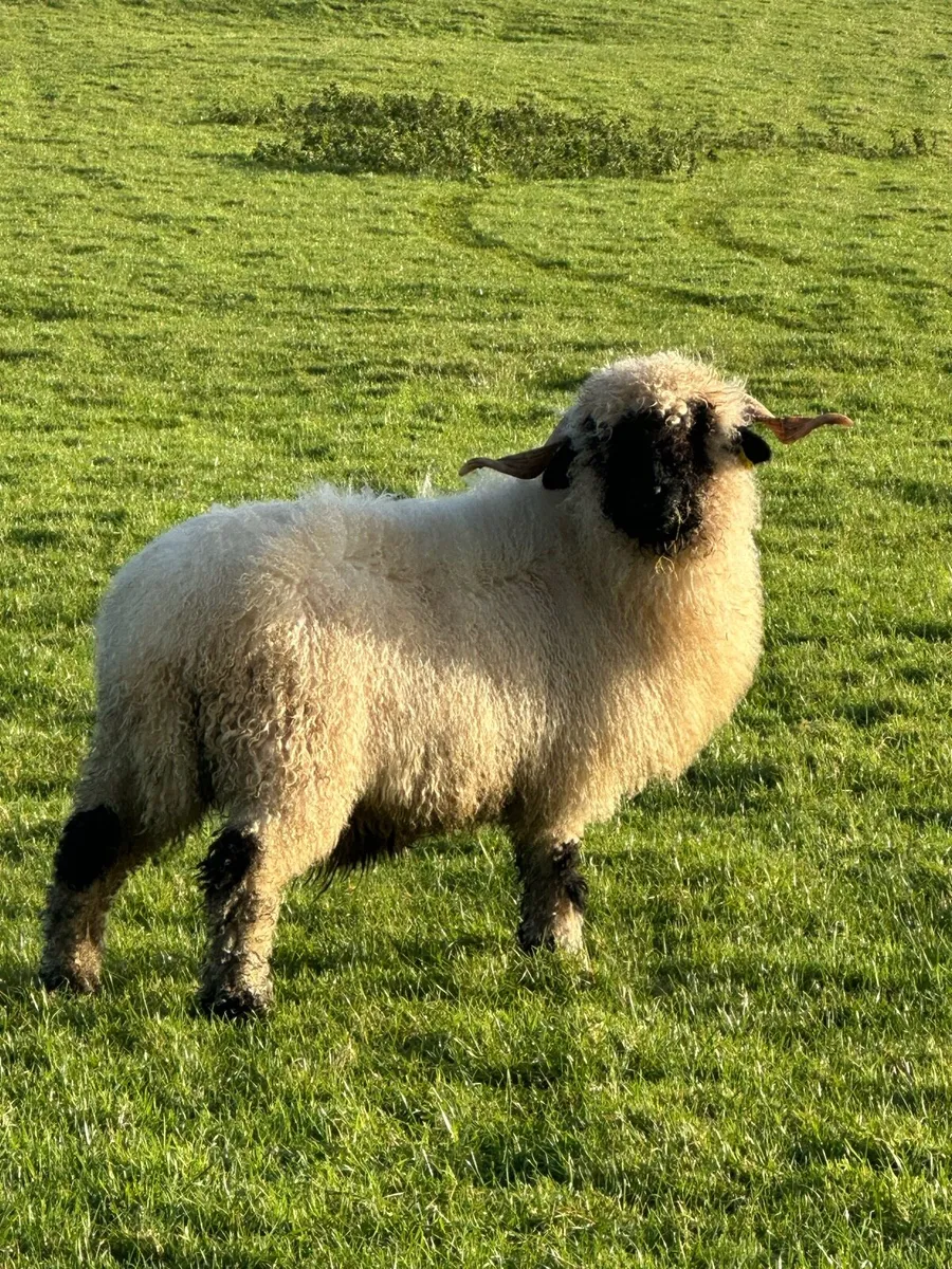 🎅The one Santy wants🎅 - Image 1