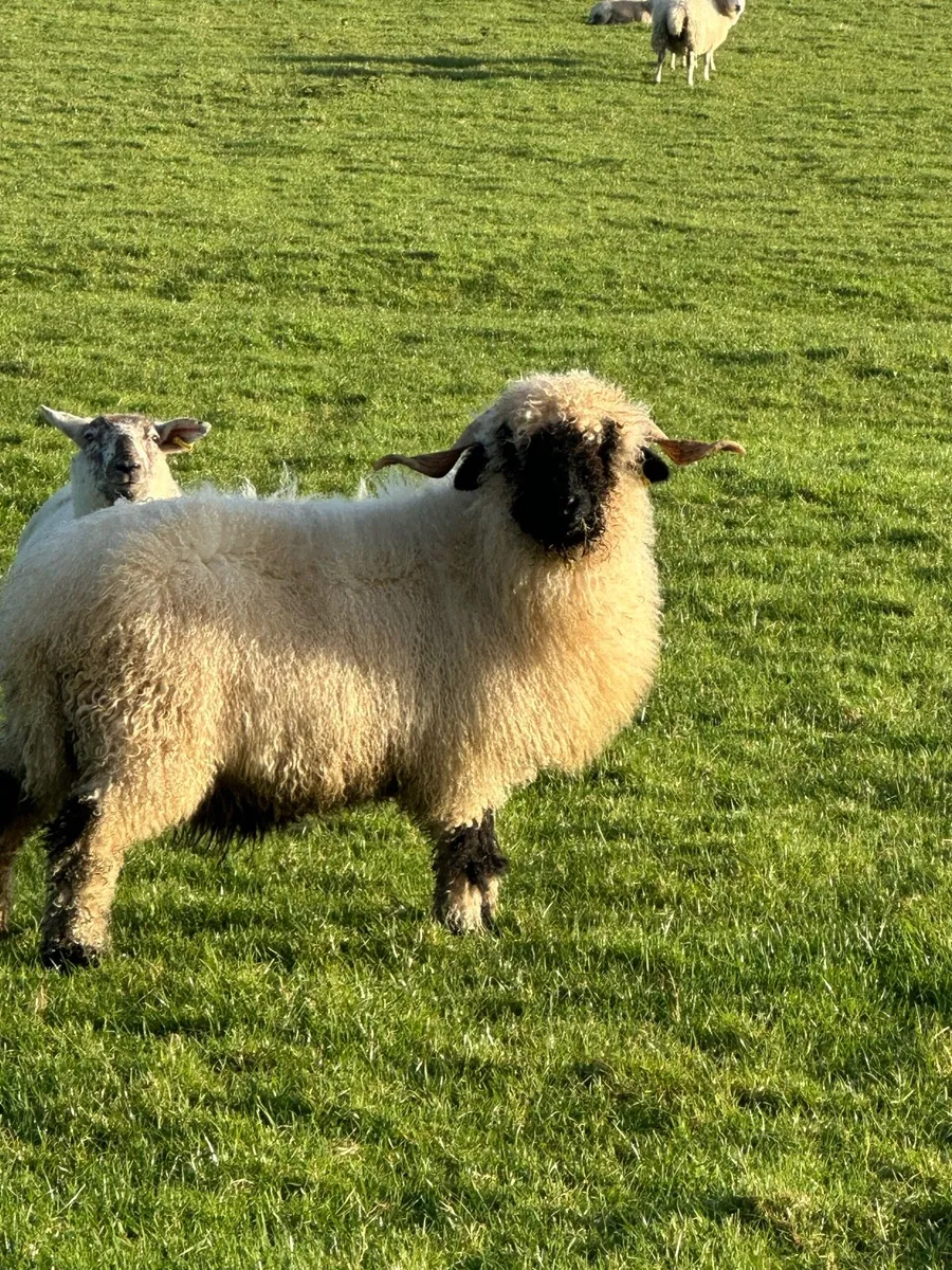 🎅The one Santy wants🎅 - Image 2