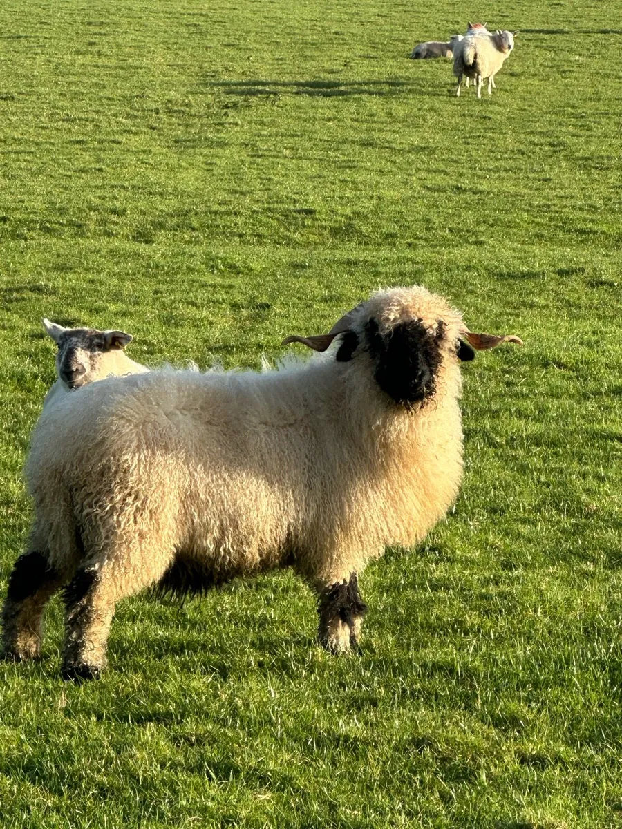 🎅The one Santy wants🎅 - Image 3