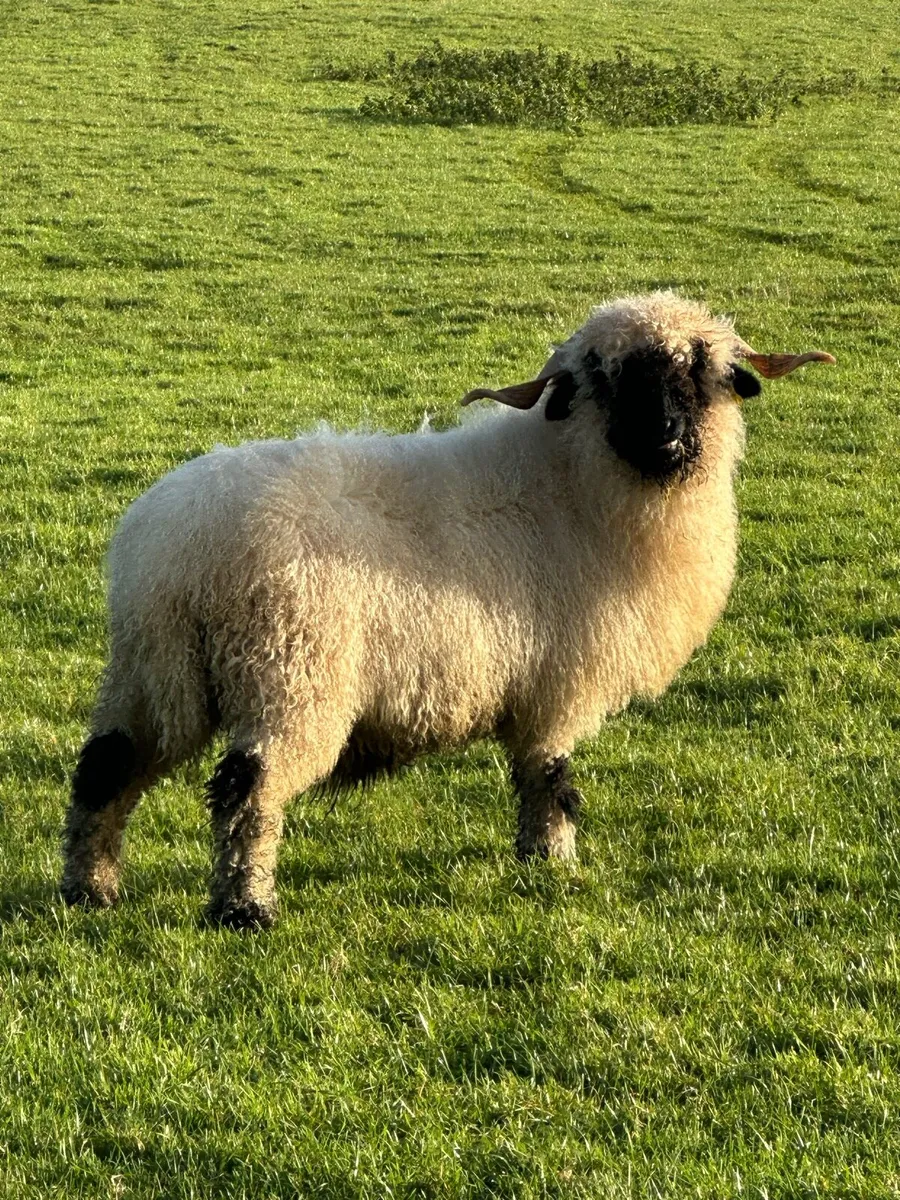 🎅The one Santy wants🎅 - Image 4