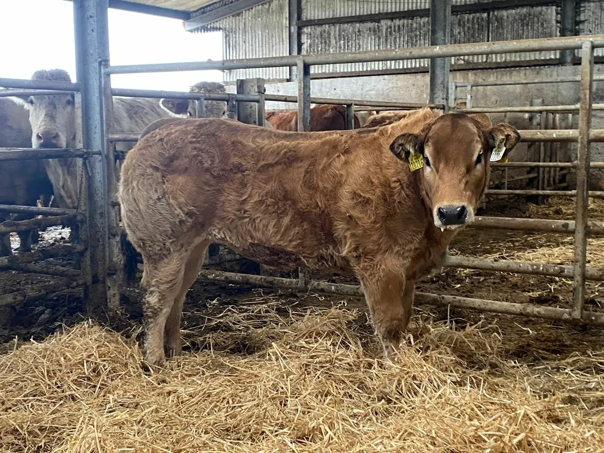 PBR Parthenaise Heifer - Image 1