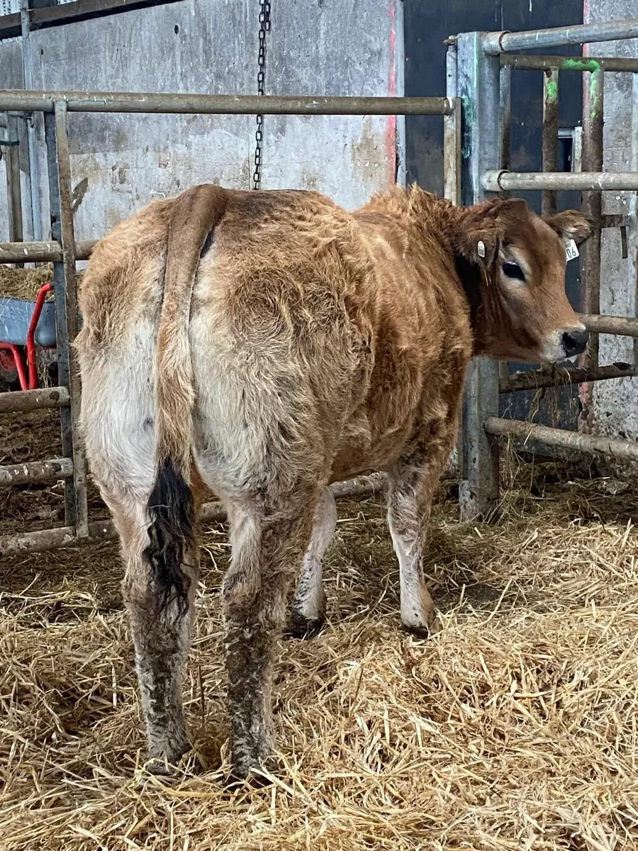 PBR Parthenaise Heifer - Image 4