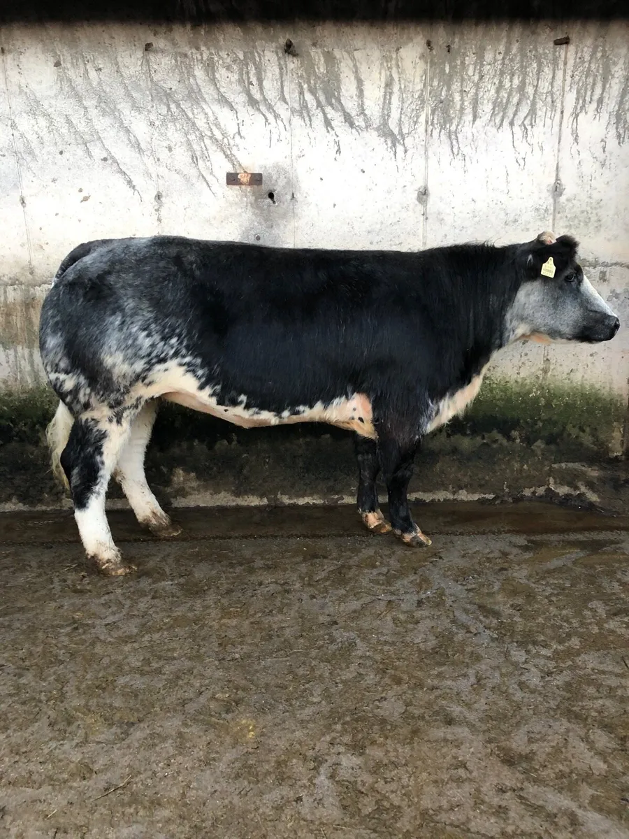 Breeding/Show Heifers - Image 2