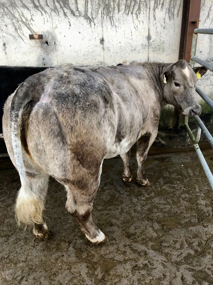 Breeding/Show Heifers - Image 3