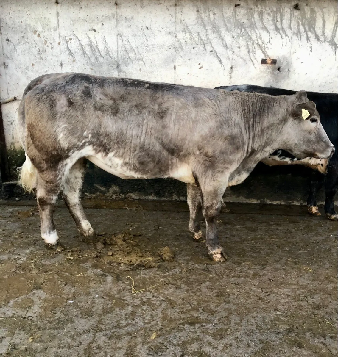 Breeding/Show Heifers - Image 4