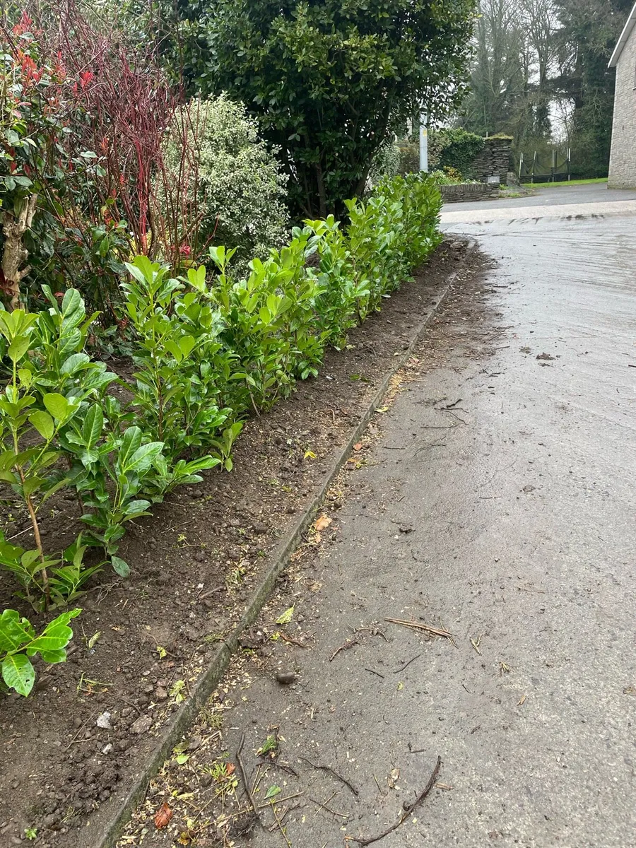 Laurel Hedging - Image 1