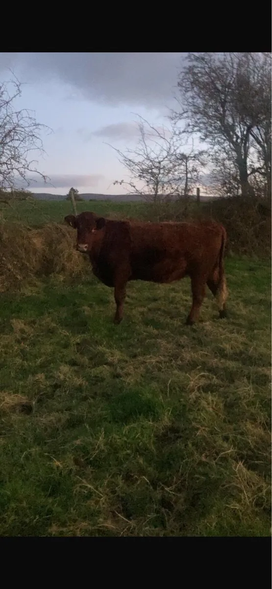 Saler incalf heifer forsale - Image 1