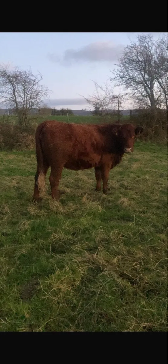 Saler incalf heifer forsale - Image 2