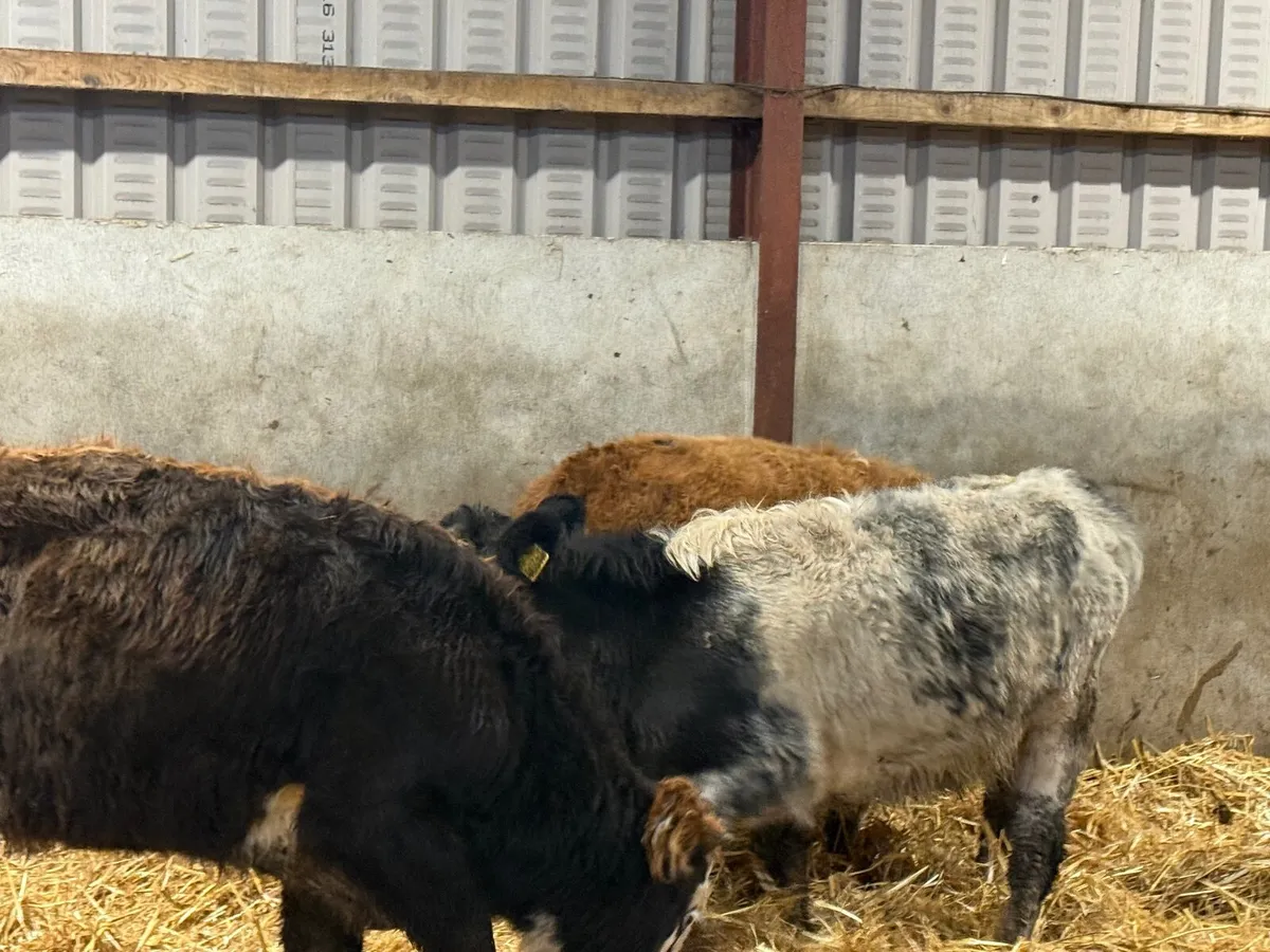 3 SUCKLER BRED AUBRAC HEIFERS - Image 2