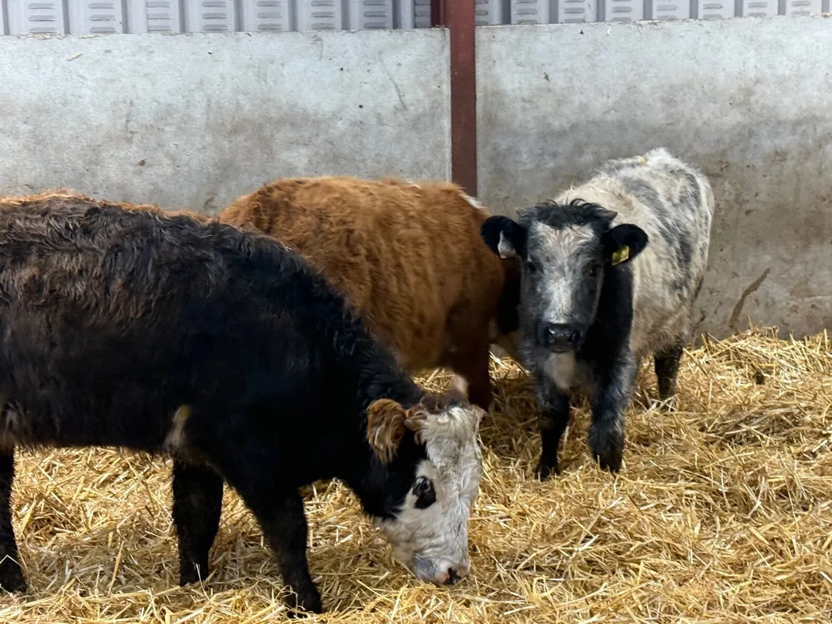 3 SUCKLER BRED AUBRAC HEIFERS - Image 1