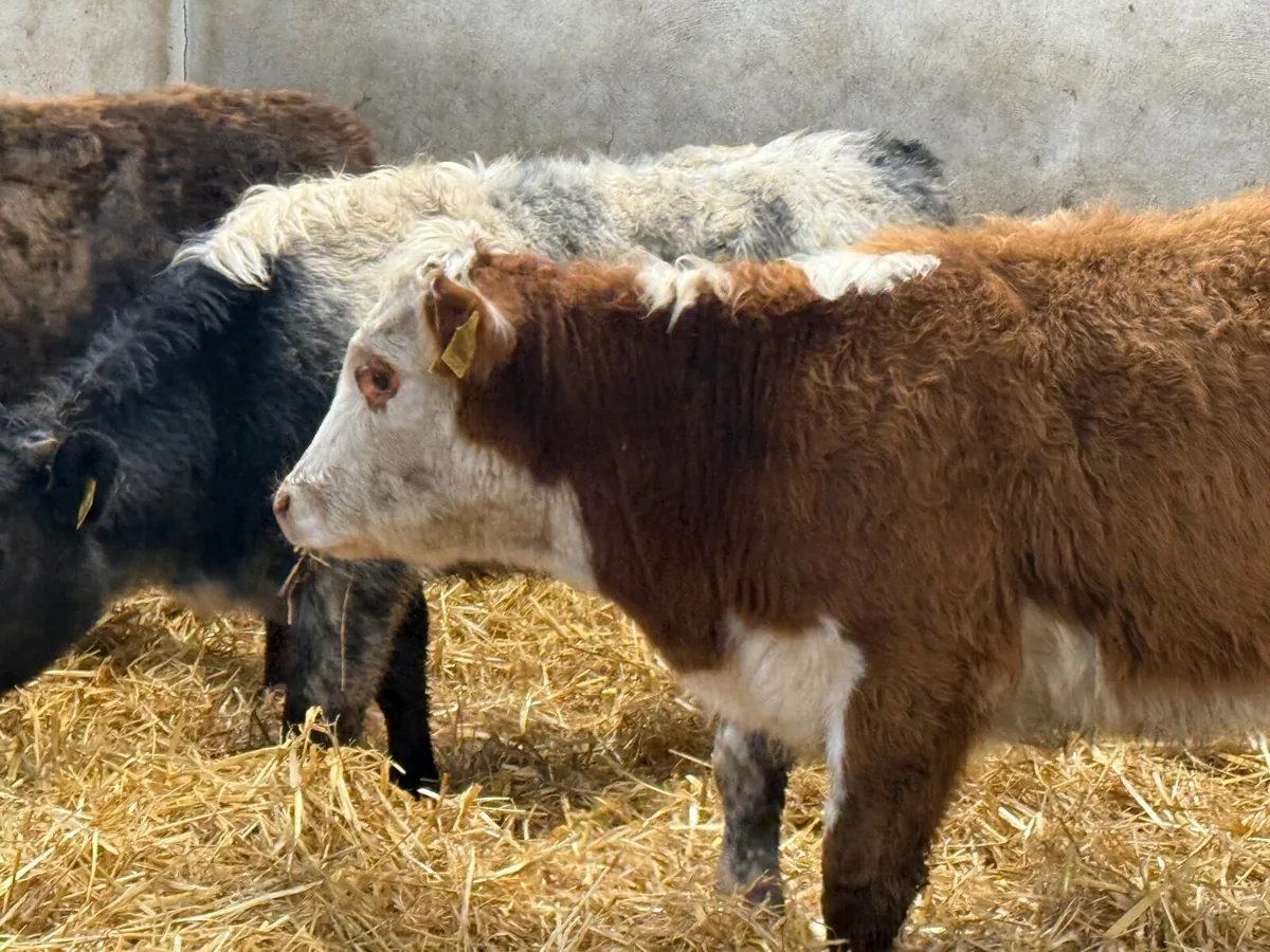 3 SUCKLER BRED AUBRAC HEIFERS - Image 3
