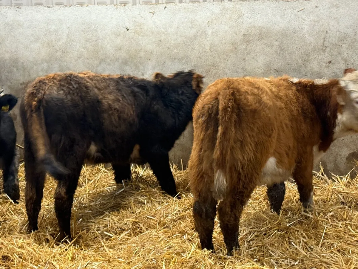 3 SUCKLER BRED AUBRAC HEIFERS - Image 4