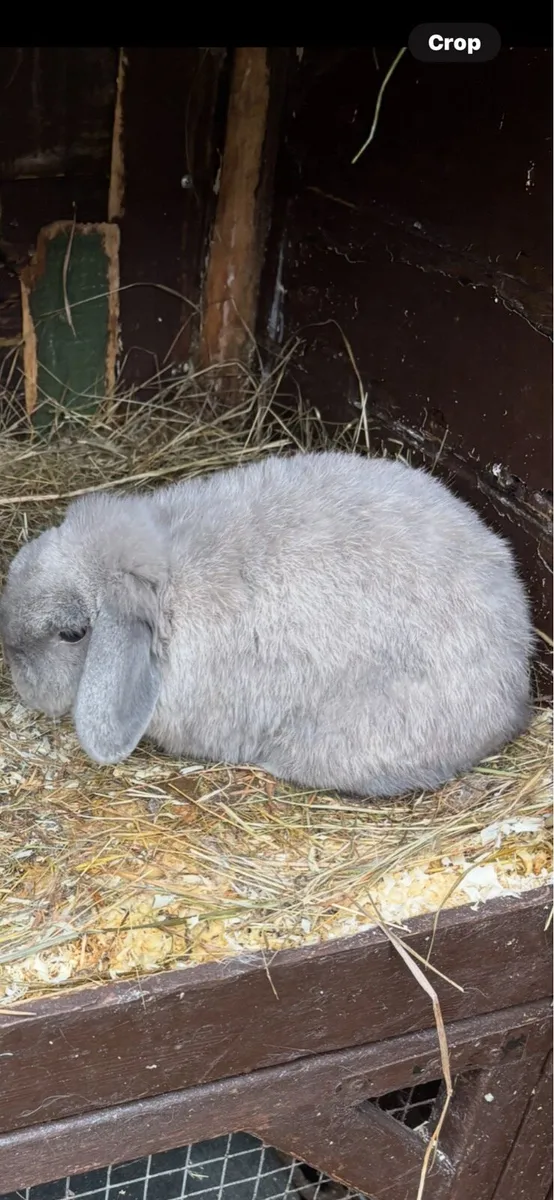 Lop ear male rabbit