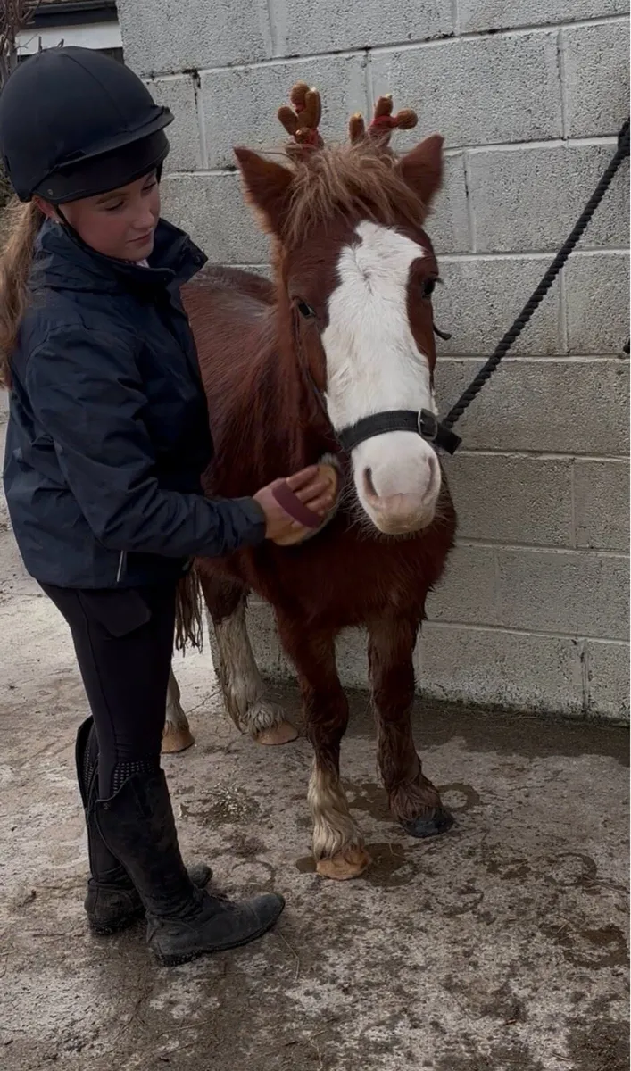 REINDEER FOR SALE! 🥰 BOMBPROOF! - Image 1