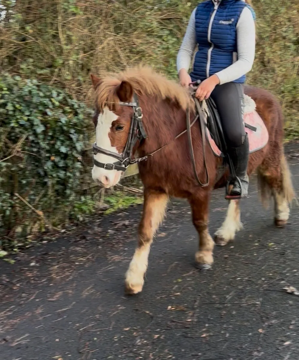 REINDEER FOR SALE! 🥰 BOMBPROOF! - Image 2