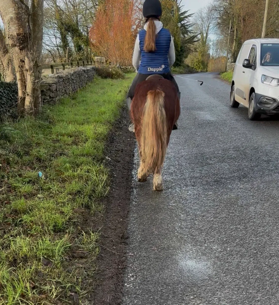 REINDEER FOR SALE! 🥰 BOMBPROOF! - Image 3