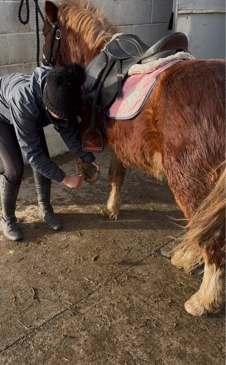 REINDEER FOR SALE! 🥰 BOMBPROOF! - Image 4