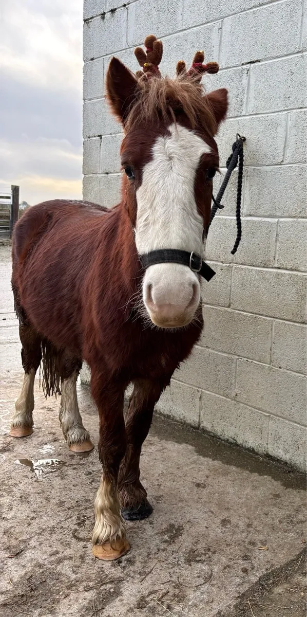 REINDEER FOR SALE! 🥰 BOMBPROOF! - Image 2