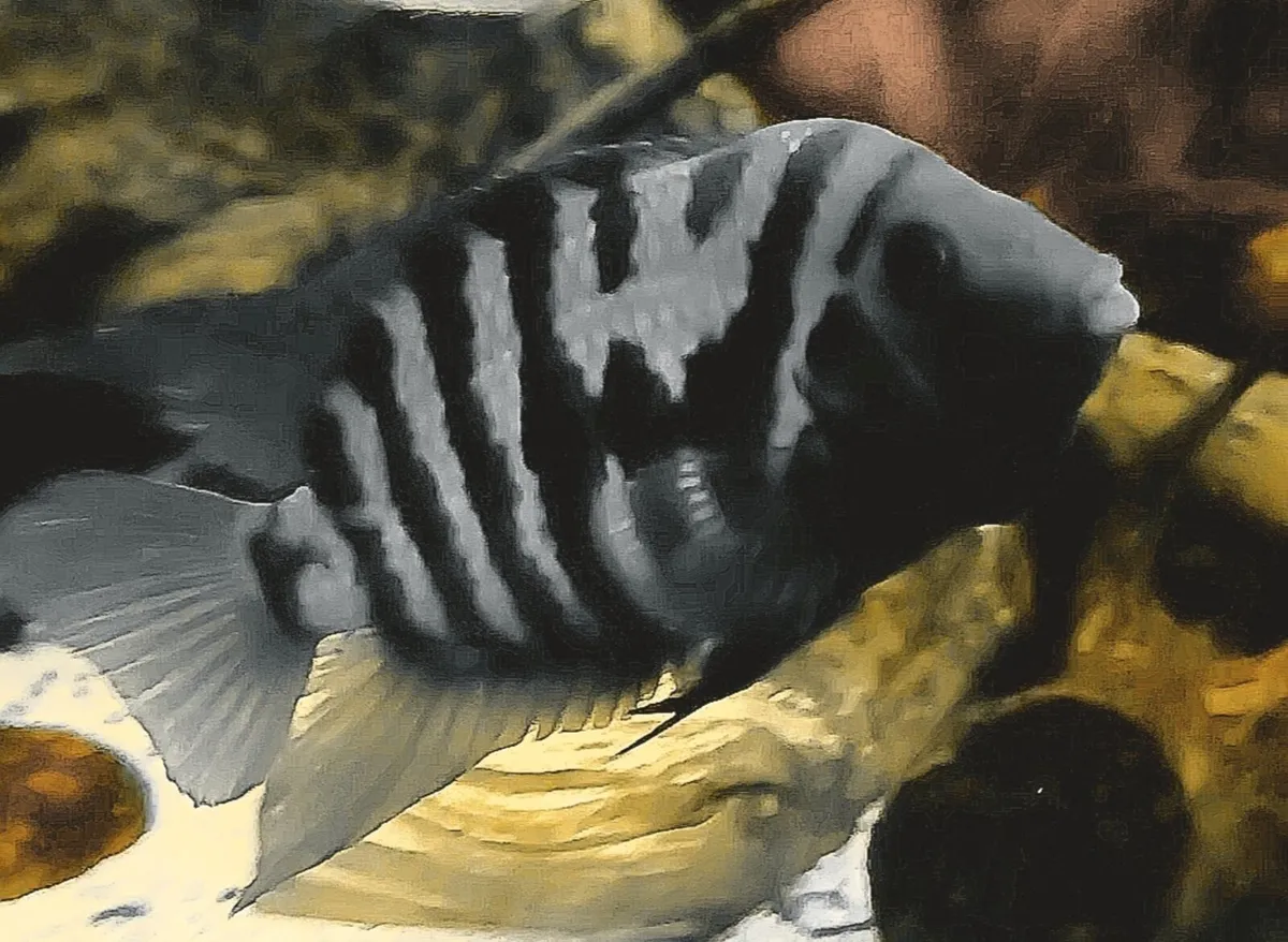 🔥 Convict Cichlids for Sale – 6 Months Old – Hea - Image 1